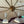 Grand Ceiling Lamp