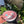 Amalfi tableware Pink