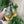 Olive Oil Bottle Lavender
