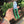 Beskjæringssaks, green