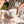 Anna Lisa Thomson, Dessert plate