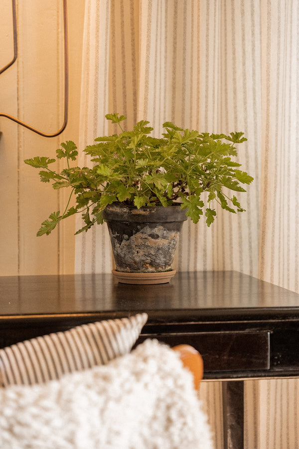 Pelargonia i potte, M