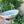 Anthony serveringsfat, blomster