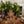 Splattervase brun medium