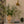 Splattervase large tan/oker