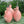 Olivenoljeflaske Rosa