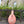 Olivenoljeflaske Rosa