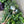 Serveringssett, rotting