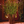 Raphael Vase Plomme
