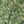 Imogen Heath, Abigail, tekstil, Field