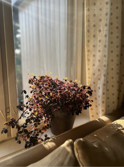 Oxalis i potte, L