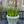 Sharland England blomsterpotte
