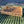 Ivy Rattan Brett Natural