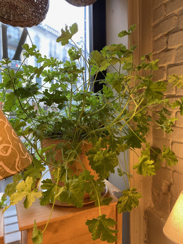 Pelargonia i potte, XXL
