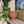 Ornella rotting vase, brun