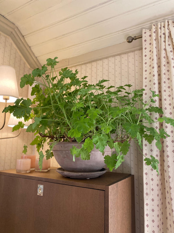 Pelargonia i potte, XL