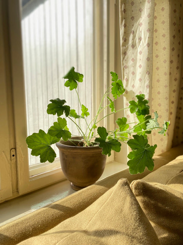 Pelargonia uten potte, M
