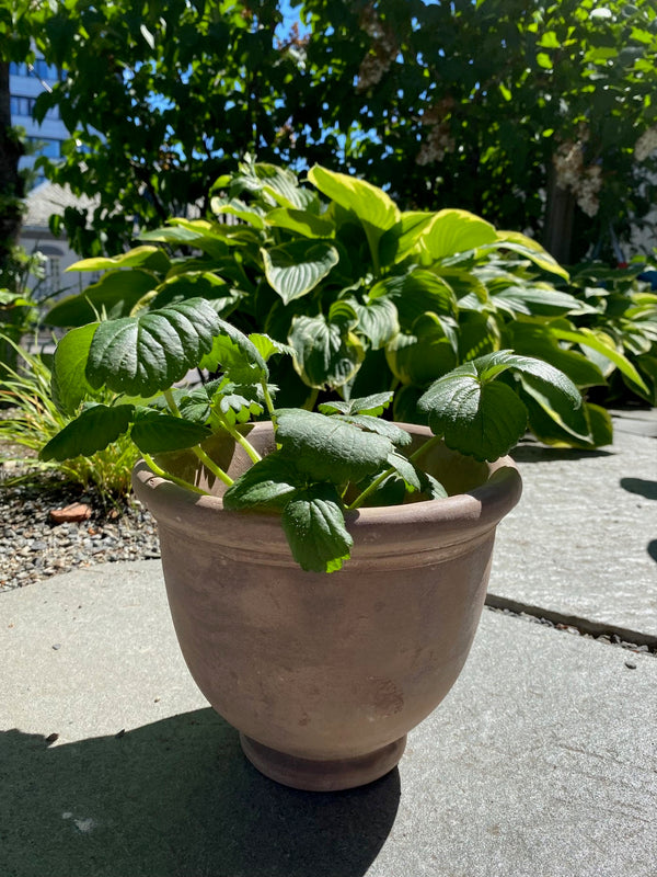 Terracotta krukke