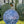 Serveringsbrett, Florence Indigo